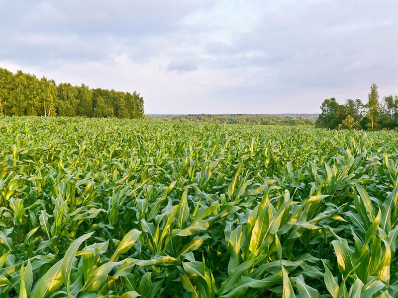 公主嶺：玉米收購仍遭遇“地趴糧”